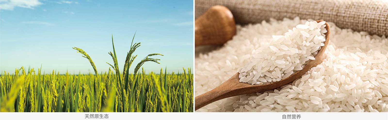 1562677241709873.jpg 吉林大米-磨粒谷